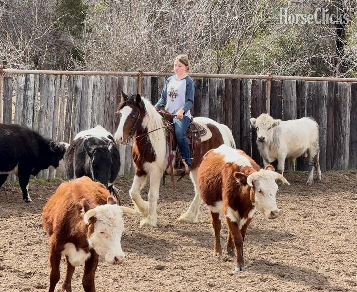 Texas "Ocho" Bay Gelding Gypsy Vanner