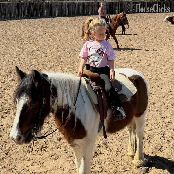 "Ocho" Bay Gelding Gypsy Vanner - Gypsy Vanner in Texas