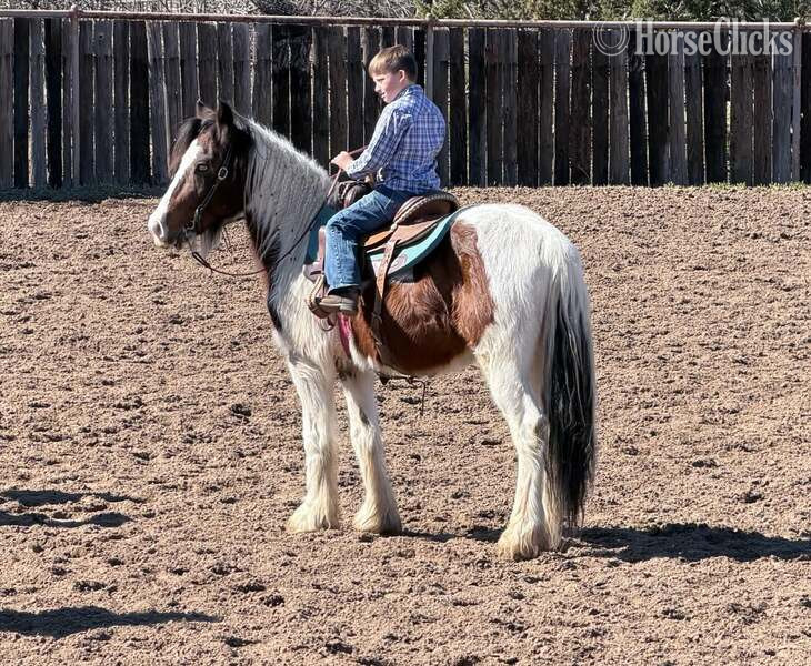 "Ocho" Bay Gelding Gypsy Vanner - Gypsy Vanner