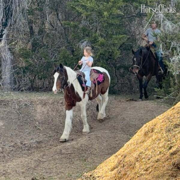 "Ocho" Bay Gelding Gypsy Vanner Texas