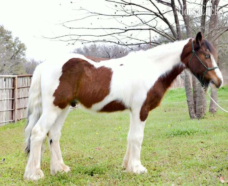 Gypsy Vanner - "Ocho" Bay Gelding Gypsy Vanner in Texas