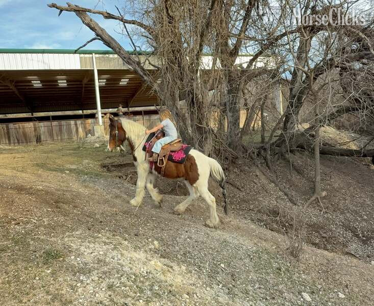 Gypsy Vanner - "Ocho" Bay Gelding Gypsy Vanner