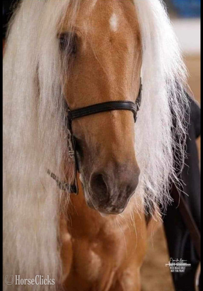 Palomino 14.3hh Rocky Mountain Stallion in Kentucky