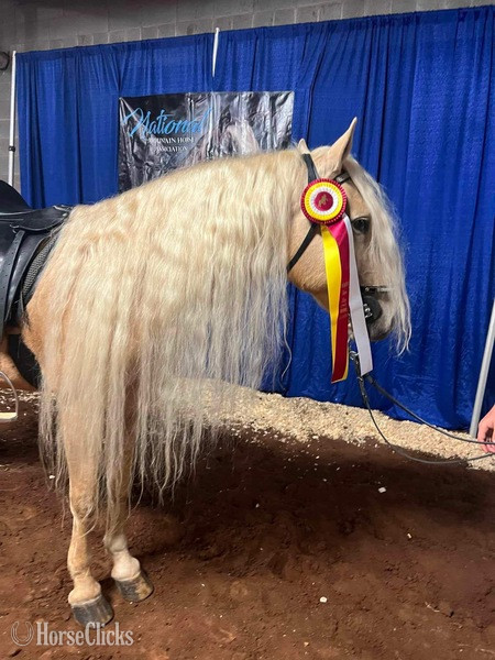 Palomino 14.3hh Rocky Mountain Stallion
