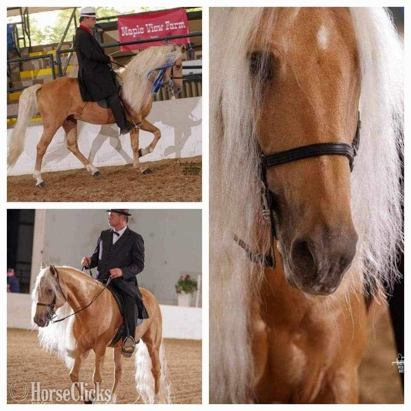 Palomino 14.3hh Rocky Mountain Stallion - Rocky Mountain in Kentucky