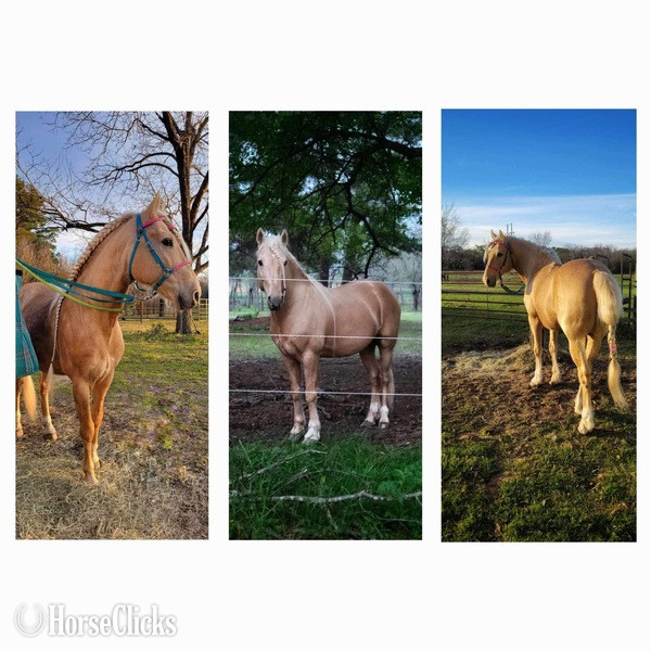 Palomino 14.3hh Rocky Mountain Stallion - Rocky Mountain