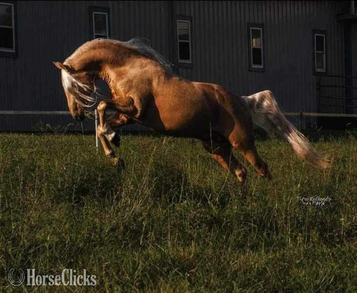Palomino 14.3hh Rocky Mountain Stallion Kentucky