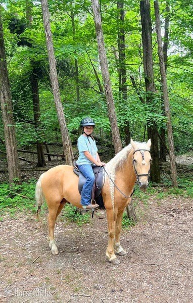 Rocky Mountain - Palomino 14.3hh Rocky Mountain Stallion in Kentucky