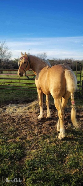Rocky Mountain - Palomino 14.3hh Rocky Mountain Stallion