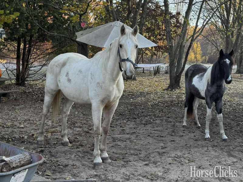 "Pure Sugar ?Sequoia?" Palomino Mare Tennessee Walker