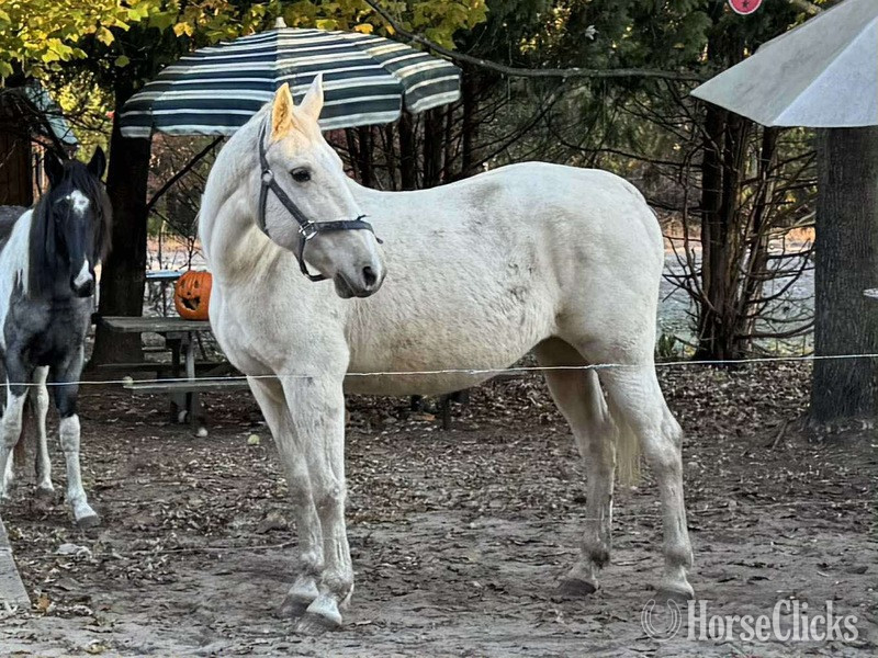 Kentucky "Pure Sugar ?Sequoia?" Palomino Mare Tennessee Walker