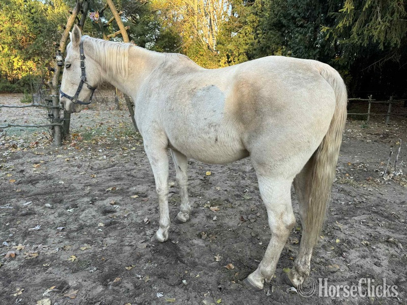 "Pure Sugar ?Sequoia?" Palomino Mare Tennessee Walker - Tennessee Walker in Kentucky