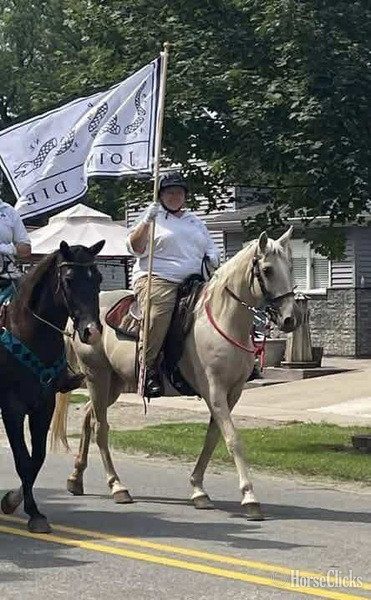 "Pure Sugar ?Sequoia?" Palomino Mare Tennessee Walker - Tennessee Walker