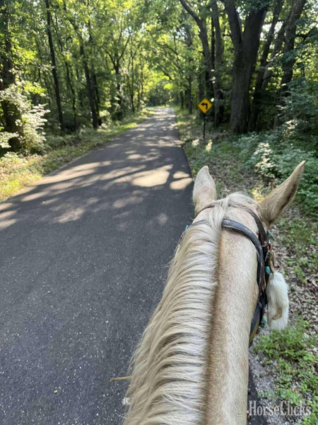 Tennessee Walker - "Pure Sugar ?Sequoia?" Palomino Mare Tennessee Walker in Kentucky