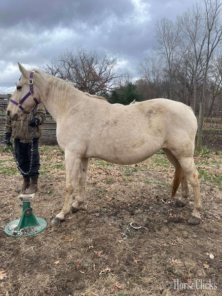 Tennessee Walker - "Pure Sugar ?Sequoia?" Palomino Mare Tennessee Walker