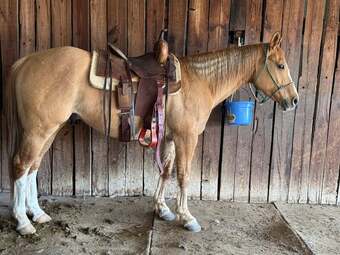 "Fox" Dun Gelding Quarter Horse