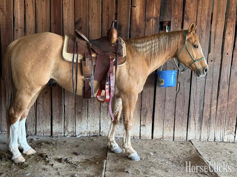"Fox" Dun Gelding Quarter Horse in Texas