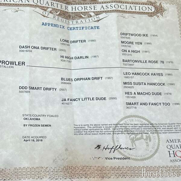 "Fox" Dun Gelding Quarter Horse