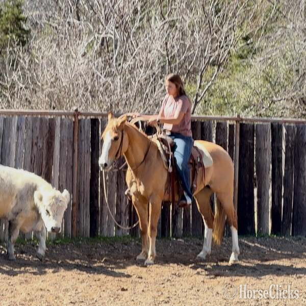 Texas "Fox" Dun Gelding Quarter Horse