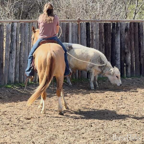 "Fox" Dun Gelding Quarter Horse - Quarter Horse in Texas