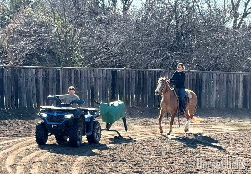 "Fox" Dun Gelding Quarter Horse - Quarter Horse