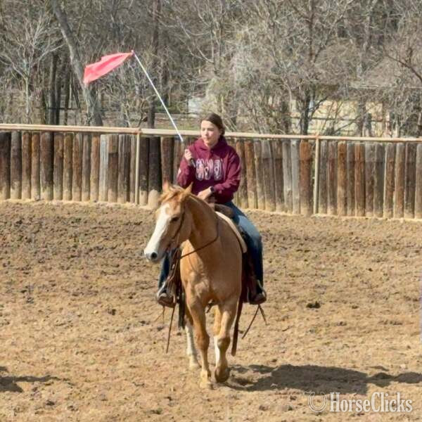 "Fox" Dun Gelding Quarter Horse Texas