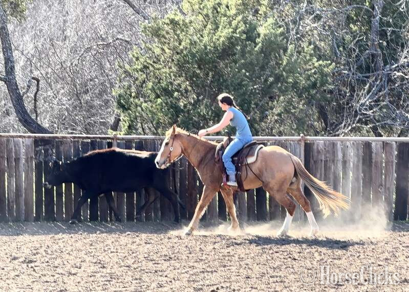 Quarter Horse - "Fox" Dun Gelding Quarter Horse in Texas