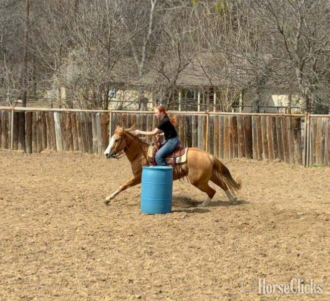 Quarter Horse - "Fox" Dun Gelding Quarter Horse