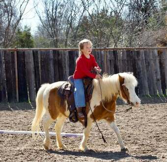 "Bubbles" Sorrel Mare Pony