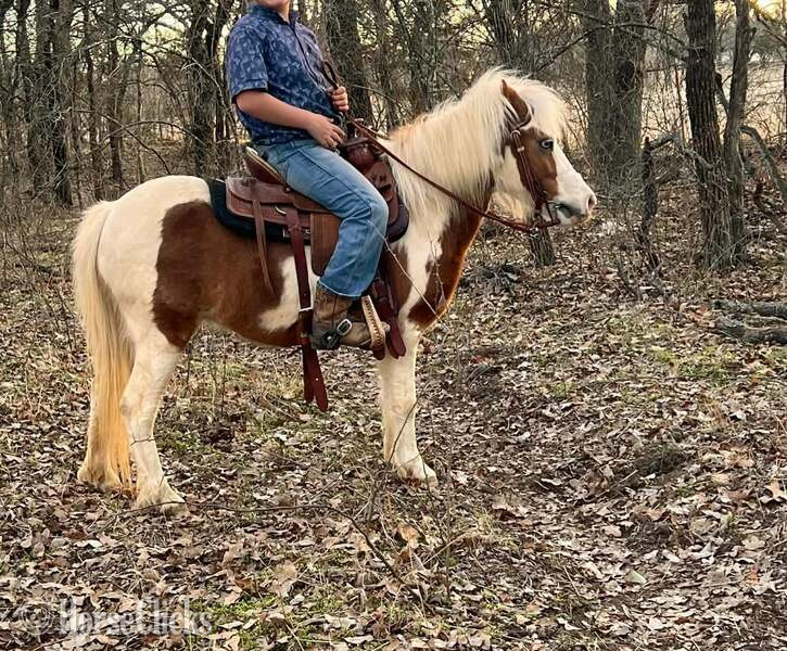 "Bubbles" Sorrel Mare Pony