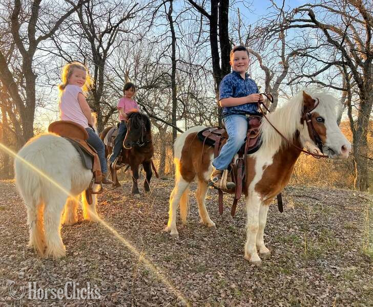 Texas "Bubbles" Sorrel Mare Pony
