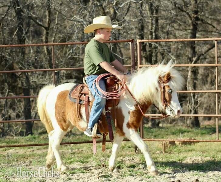 "Bubbles" Sorrel Mare Pony - Pony