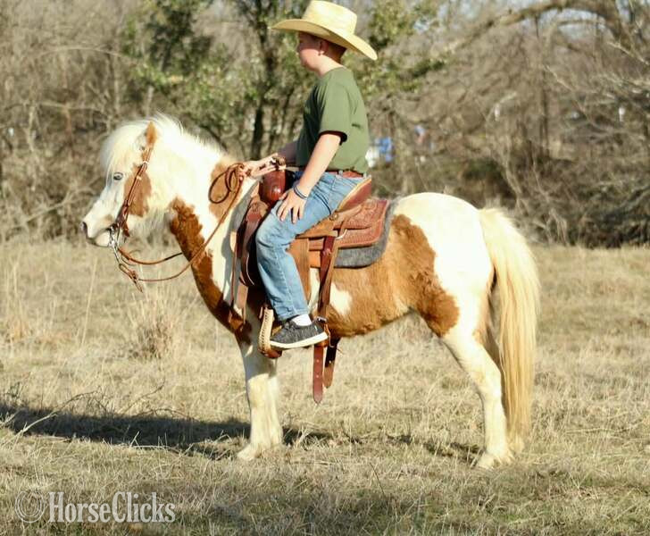 "Bubbles" Sorrel Mare Pony Texas