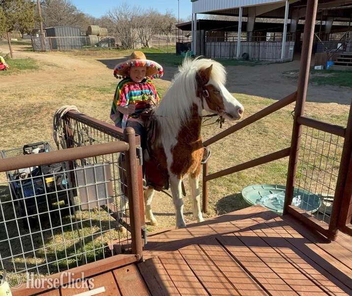 Pony - "Bubbles" Sorrel Mare Pony in Texas