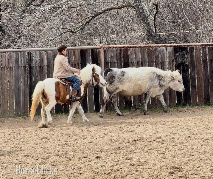 Pony - "Bubbles" Sorrel Mare Pony