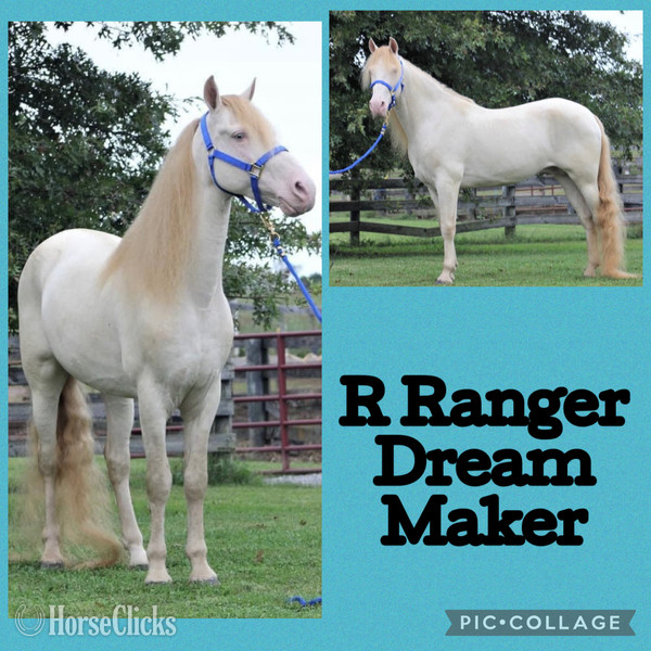 Kentucky "VCR?S Miss Sandman ?Sandy?" Buckskin Filly Rocky Mountain