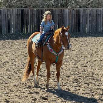 "Mink" Sorrel Gelding Quarter Horse