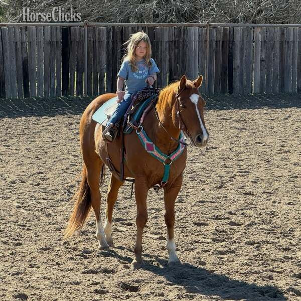 "Mink" Sorrel Gelding Quarter Horse in Texas