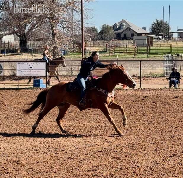 Texas "Mink" Sorrel Gelding Quarter Horse