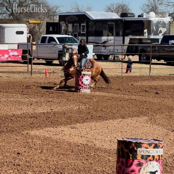 "Mink" Sorrel Gelding Quarter Horse - Quarter Horse in Texas