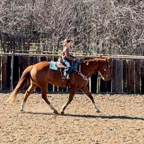 "Mink" Sorrel Gelding Quarter Horse - Quarter Horse