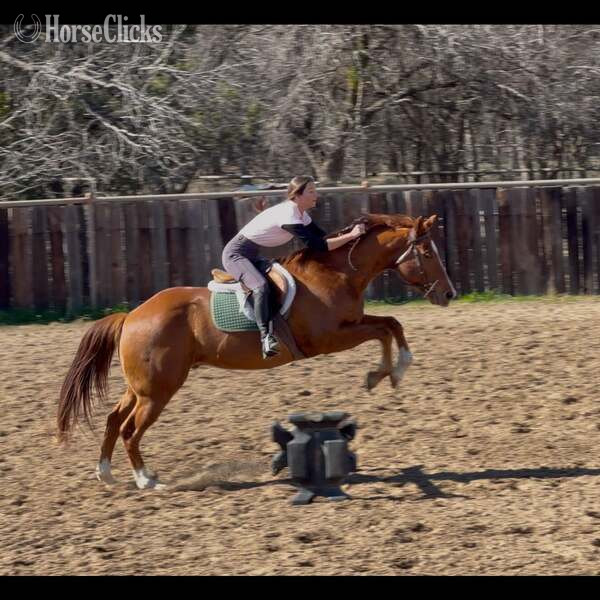 "Mink" Sorrel Gelding Quarter Horse Texas