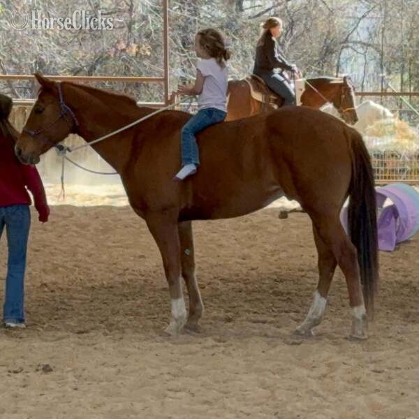 Quarter Horse - "Mink" Sorrel Gelding Quarter Horse in Texas