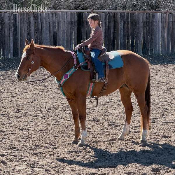 Quarter Horse - "Mink" Sorrel Gelding Quarter Horse