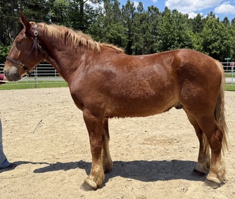 "Belgian" Sorrel Gelding Belgian