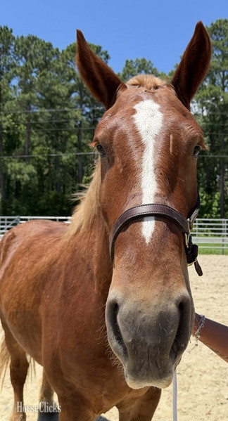 North Carolina "Belgian" Sorrel Gelding Belgian