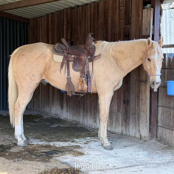 "Zephyr" Palomino Gelding Quarter Horse in Texas