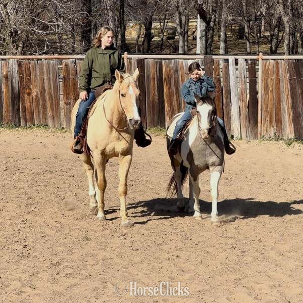 Texas "Zephyr" Palomino Gelding Quarter Horse