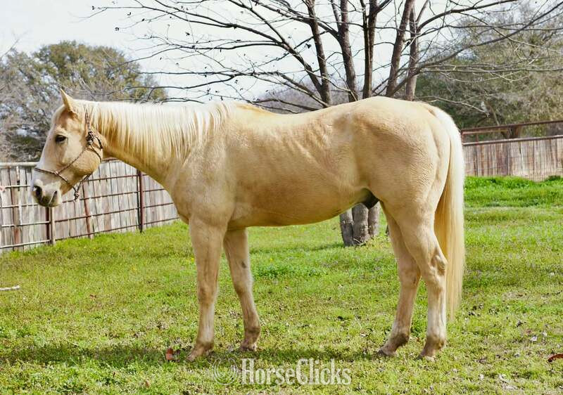 "Zephyr" Palomino Gelding Quarter Horse - Quarter Horse in Texas