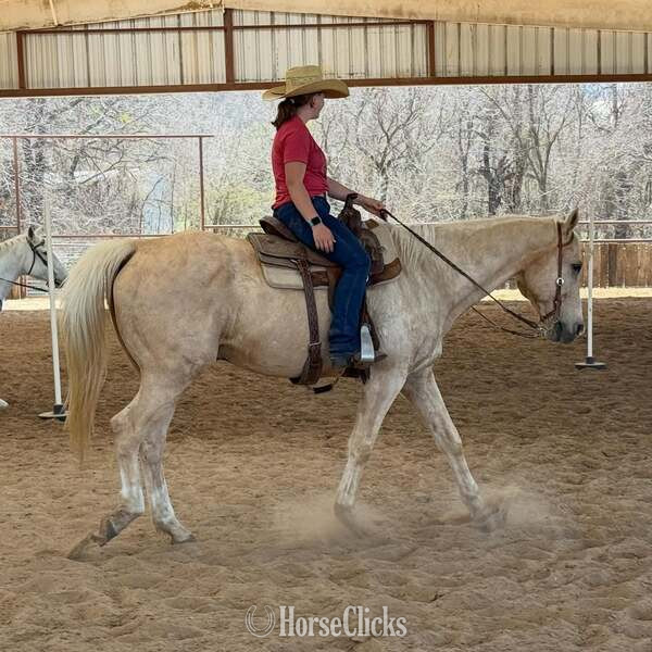 "Zephyr" Palomino Gelding Quarter Horse - Quarter Horse